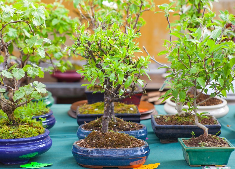 Bonsai