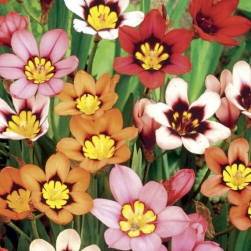 Beauty of bulbs ABC Gardening Australia magazine