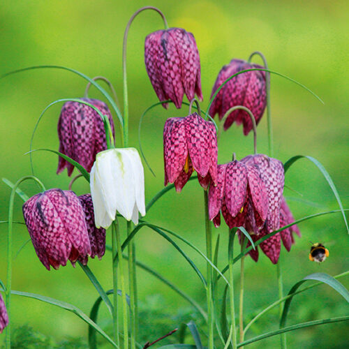Beauty of bulbs Bulb plants