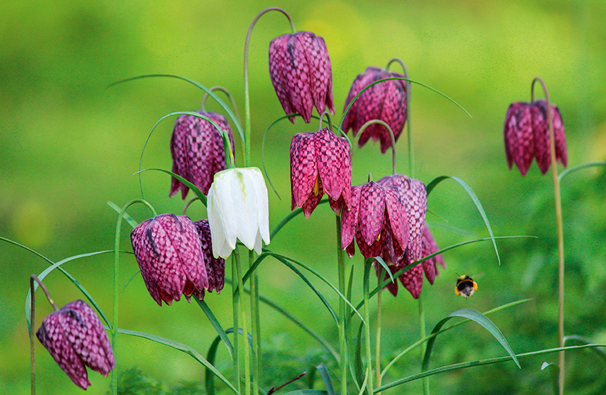 Bulb plants