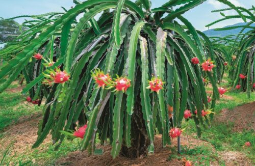 dragon fruit tree