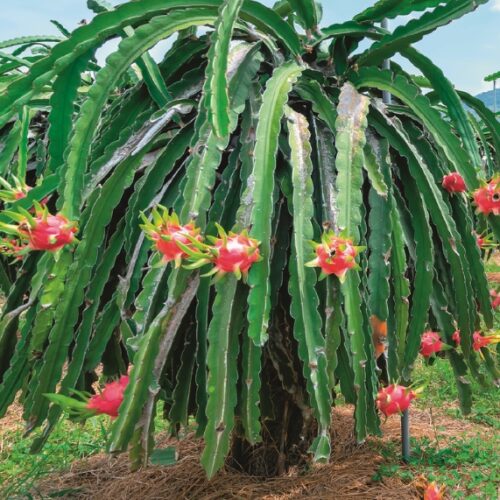 dragon fruit tree