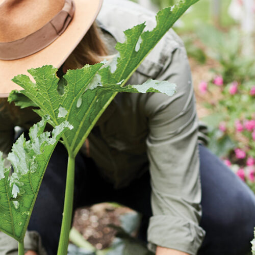 Powdery mildew powdery mildew