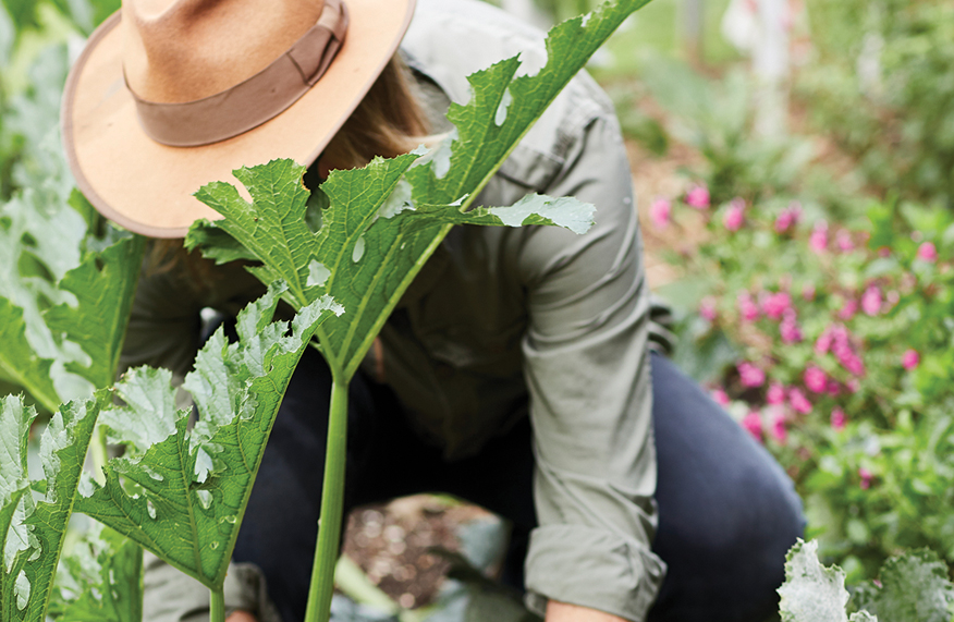 powdery mildew