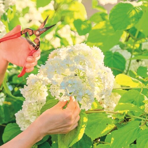 Pruning