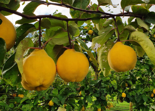 Still Water Quince Fair