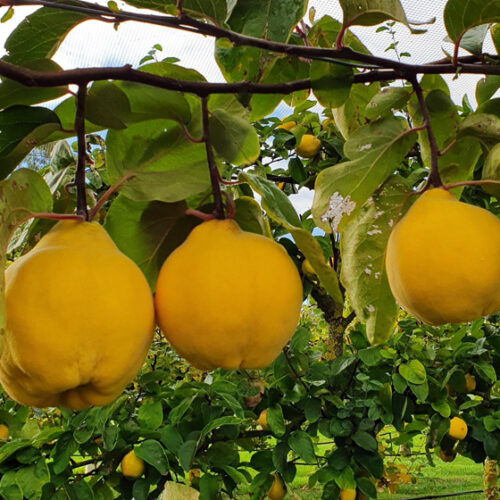 Still Water ‘Quince Fair’ Still Water Quince Fair