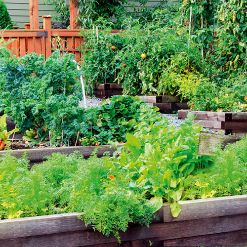Start a vegie patch Start a vegie patch