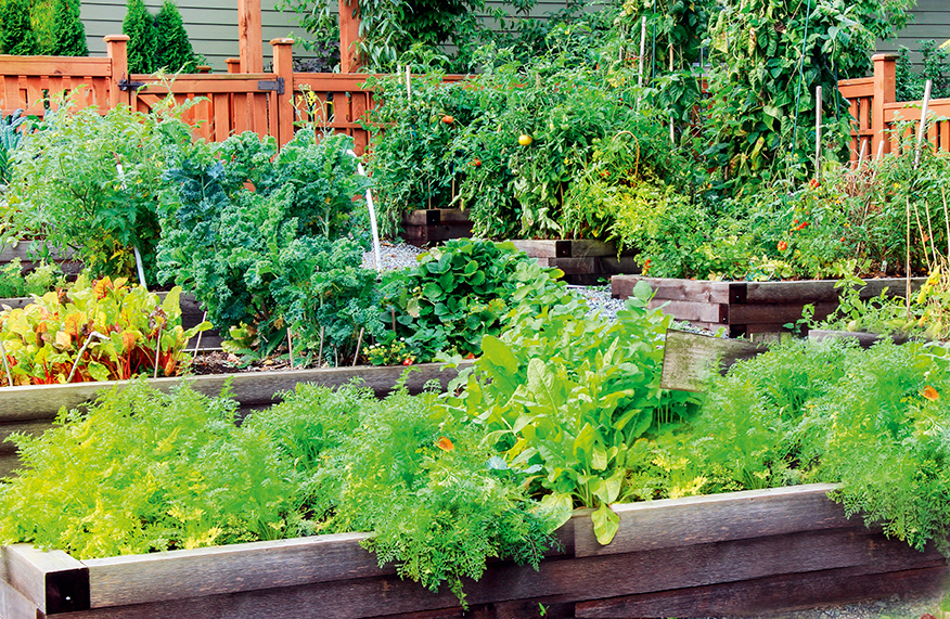 Start a vegie patch