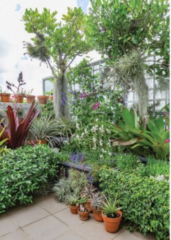 Plants layered on Steve Falcioni's balcony garden