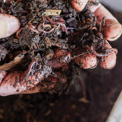 Make a worm farm