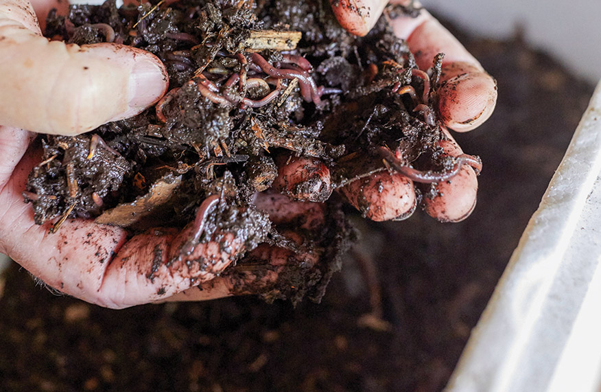 Make a worm farm