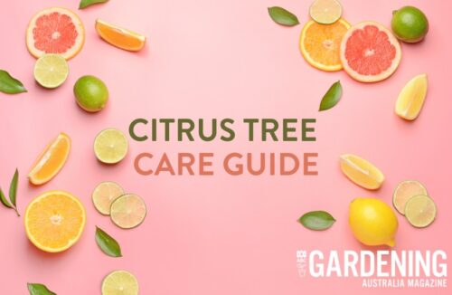 Citrus tree care