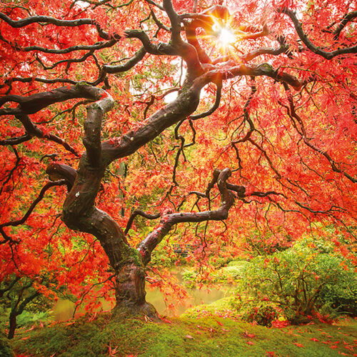 Magnificent maples Maple trees