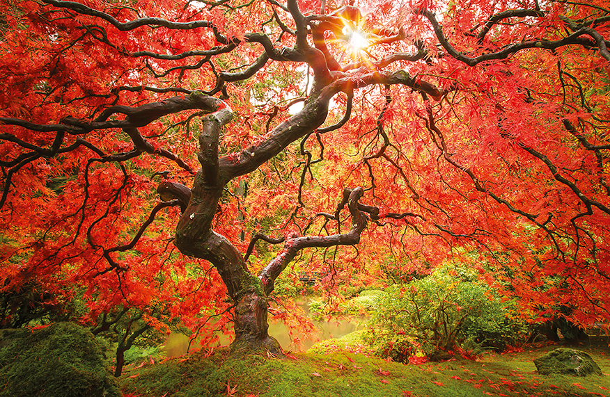 Maple trees