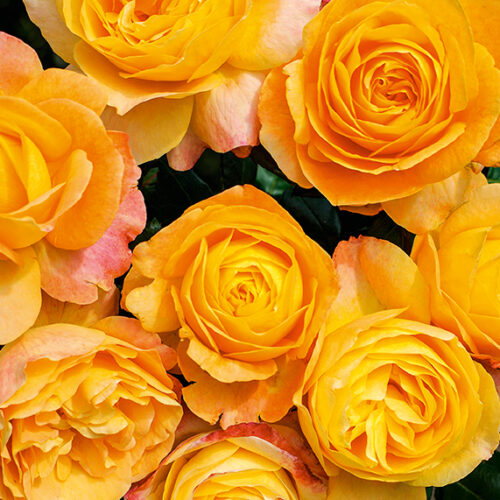 Aussie-bred roses