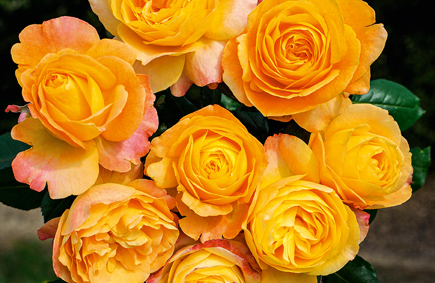 Aussie-bred roses