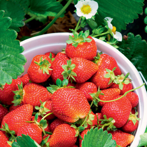 Growing strawberries