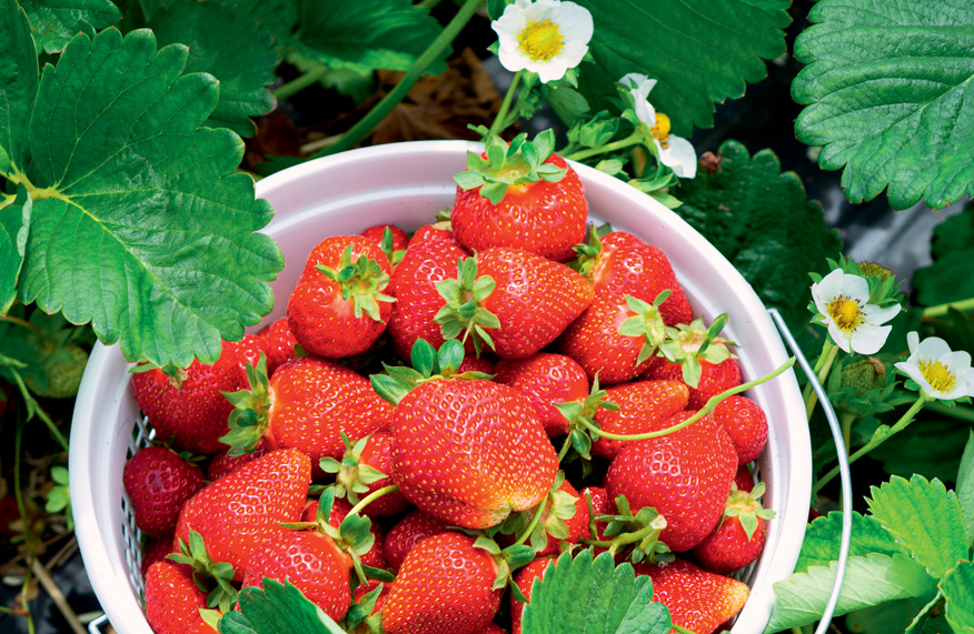 Growing strawberries
