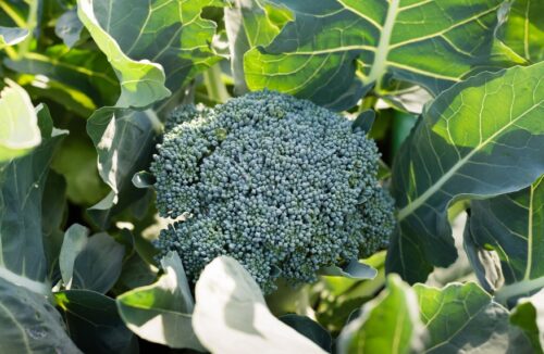 Grow broccoli