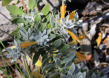 Emu bush. Eremophila glabra ‘Kalbarri Carpet’