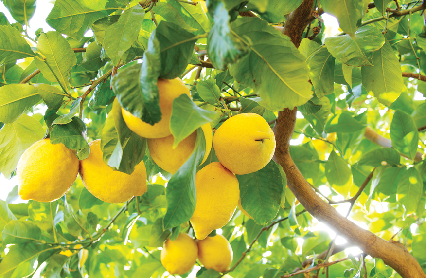 Lemon tree