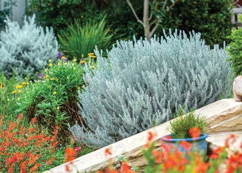 Emu bush. E. glabra ‘Silver Ball’