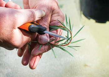 Propagating native plants