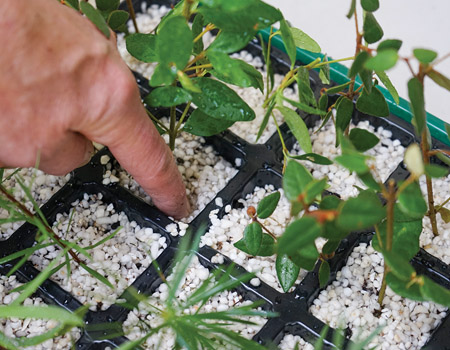 Check the growing medium weekly using your finger