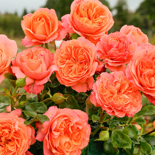 Coral Lions Rose