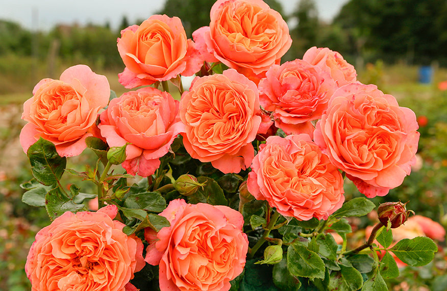Coral Lions Rose