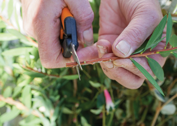 Propagating native plants