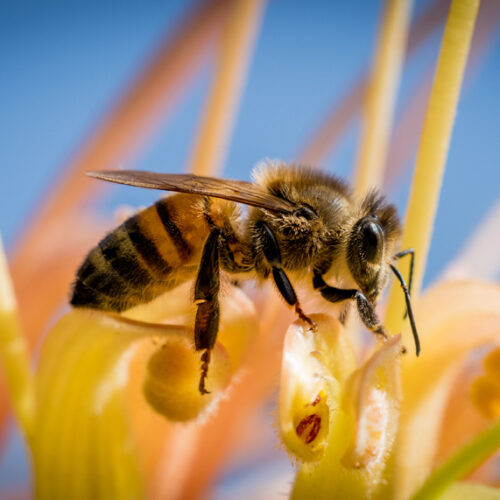 What’s the buzz? Honey bee