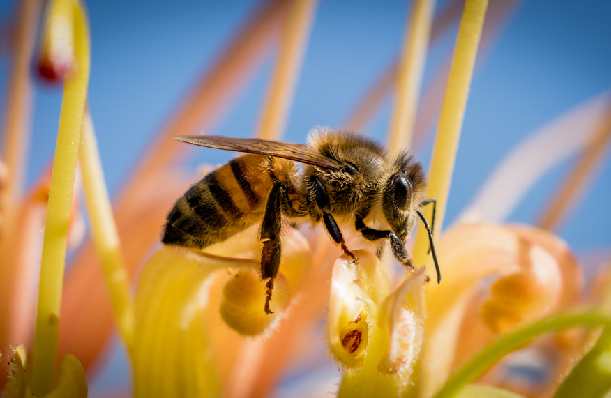Honey bee