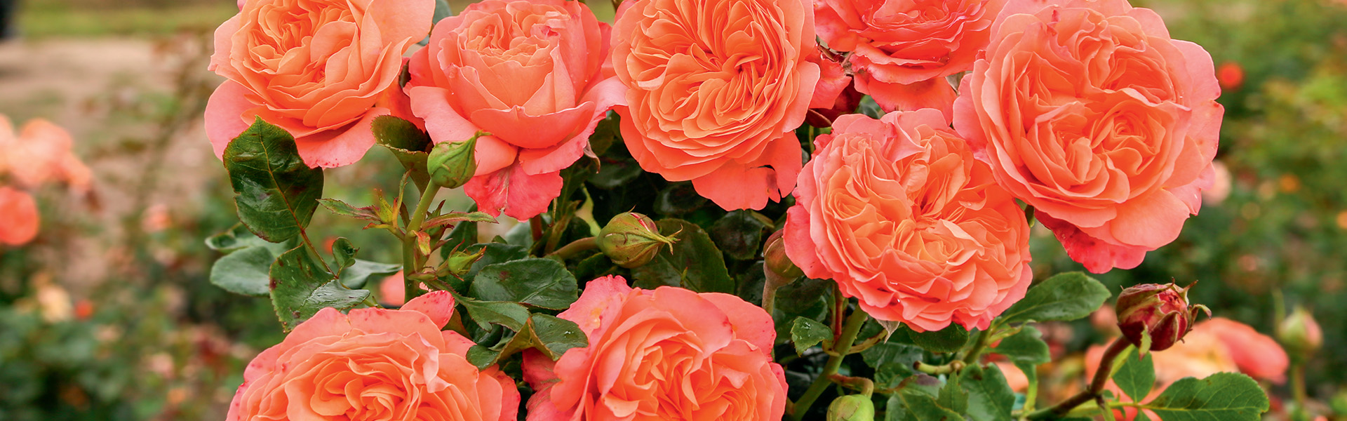 ABC Gardening Australia magazine