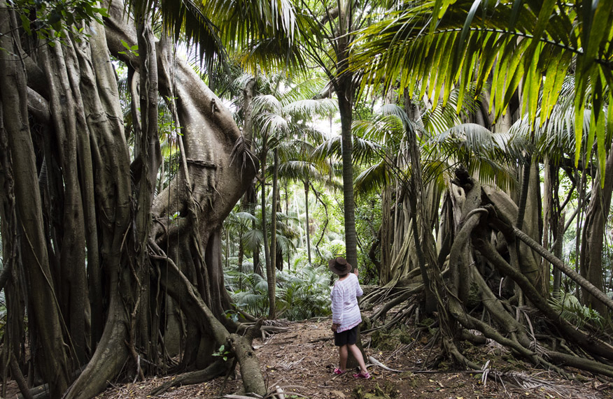 Woman standing between two very large banyan trees on Lord Howe Island, Australia