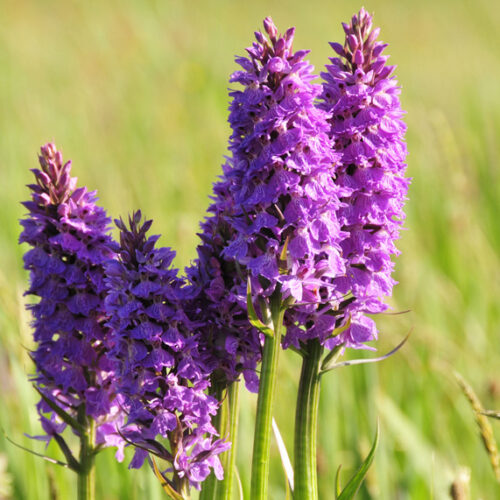 Travel Orchid Fields Jersey