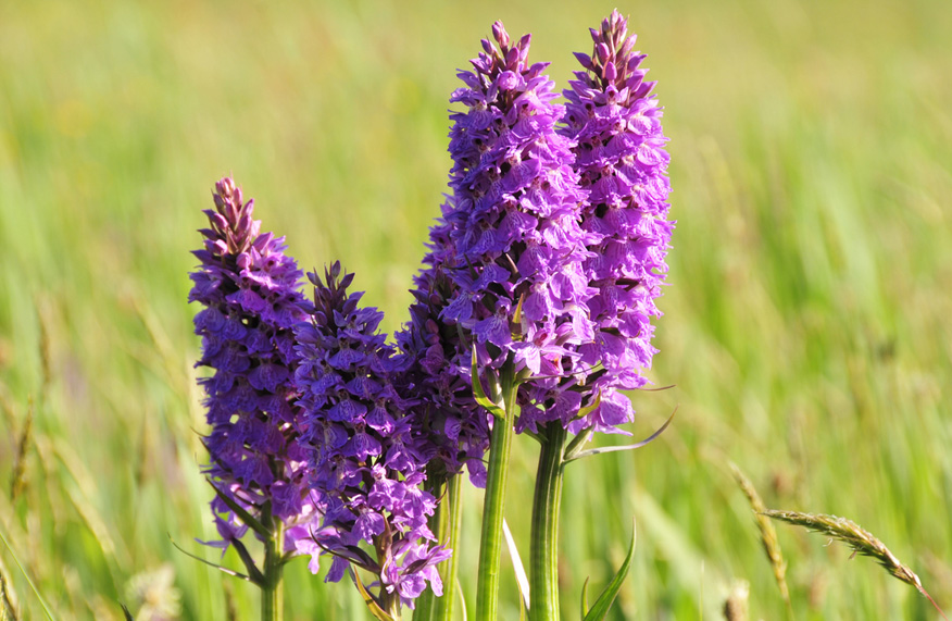 Orchid Fields Jersey