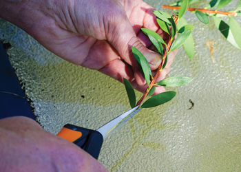 Propagating native plants