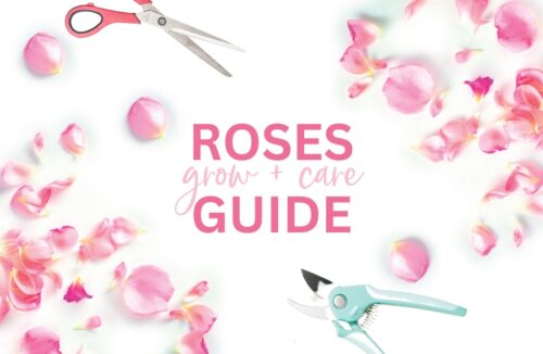Rose care guide