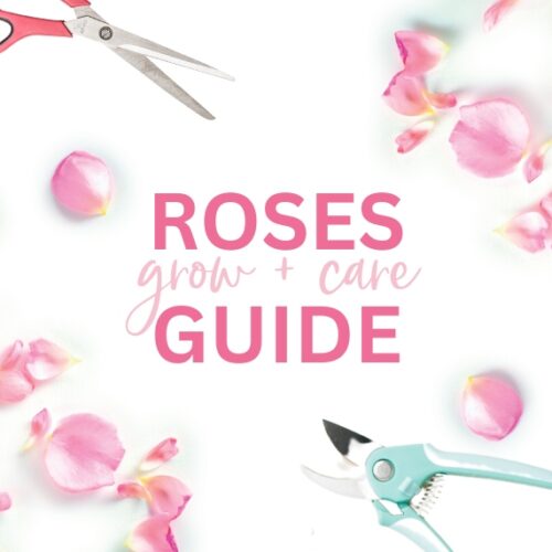 Rose care guide