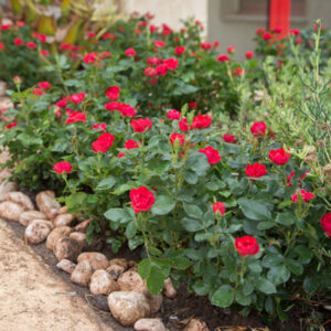 Corporate roses