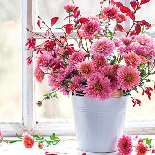 chrysanthemums