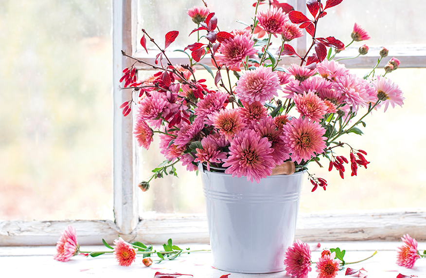 chrysanthemums