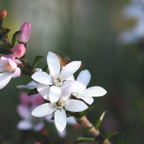 native wax flower