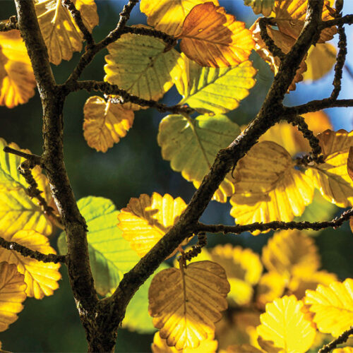 Deciduous beech