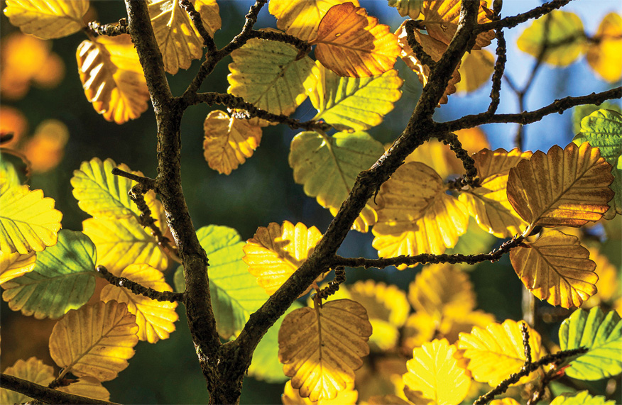 Deciduous beech