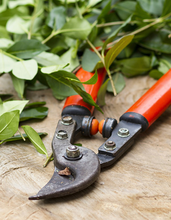 Buying garden tools with coloured handles will make them easier to locate in the garden