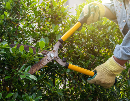 Hedge shears