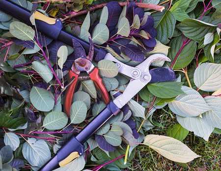 Secateurs and loppers